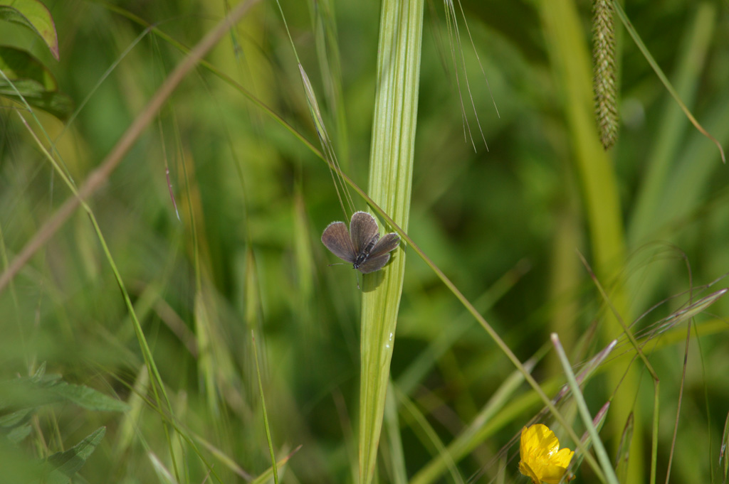 Cupido (Everes) alcetas, Melitaea didyma e Issoria (Issoria) lathonia